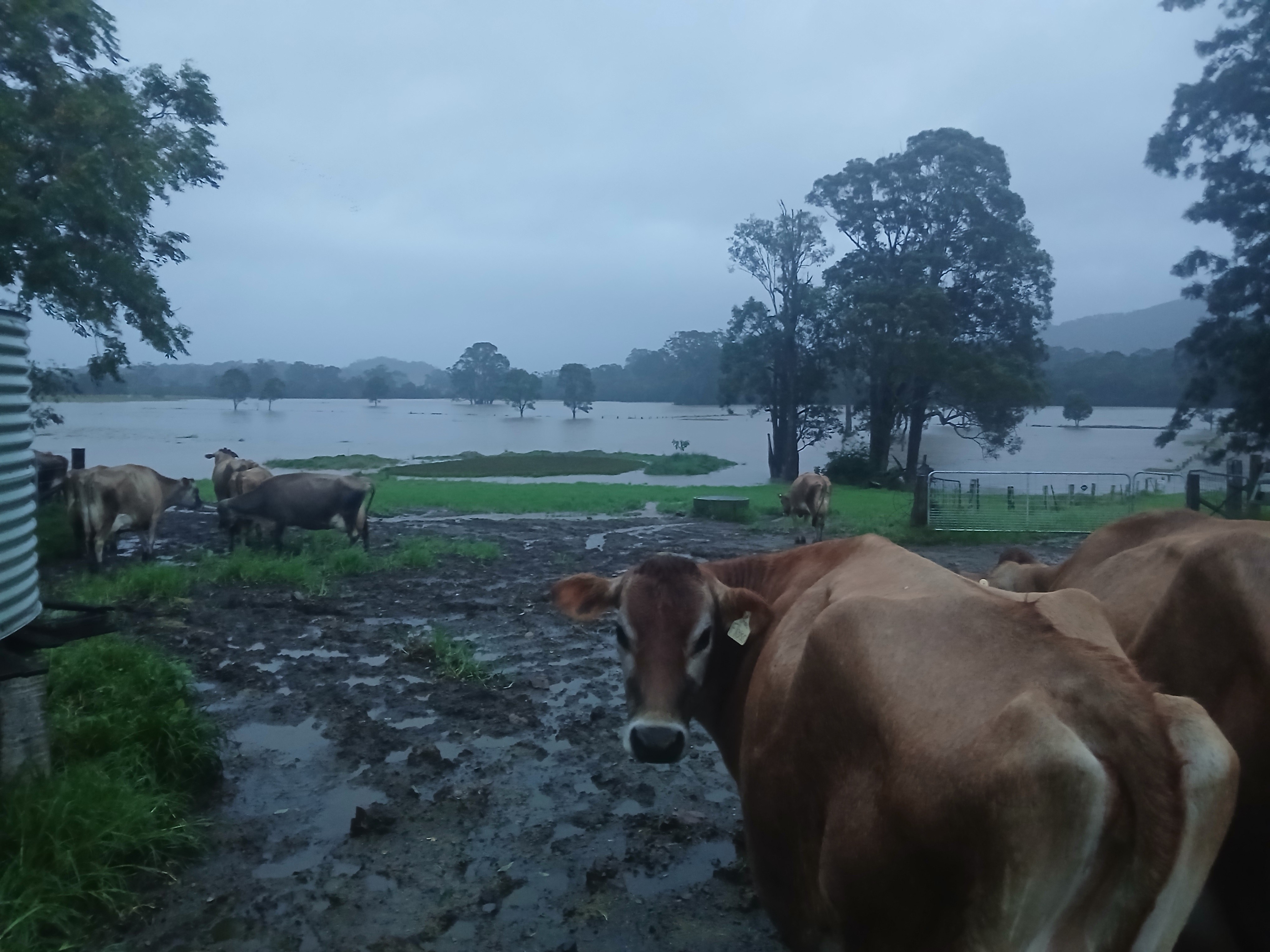 Wingham flood